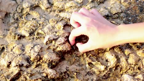 a hand carefully collects barnacles from a rocky surface on karon beach, phuket, under bright natural lighting