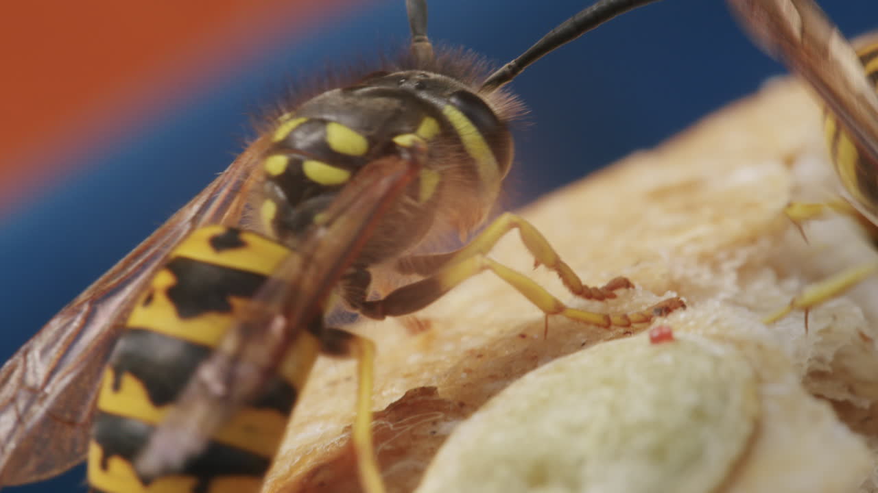Close-up of a single wasp on a piece of bread
