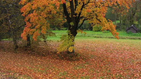 Old-majestic-maple-tree-in-golden-autumn-colors,-aerial-ascend-view