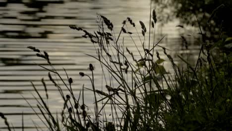 tranquil view of rippling riverbank at dusk