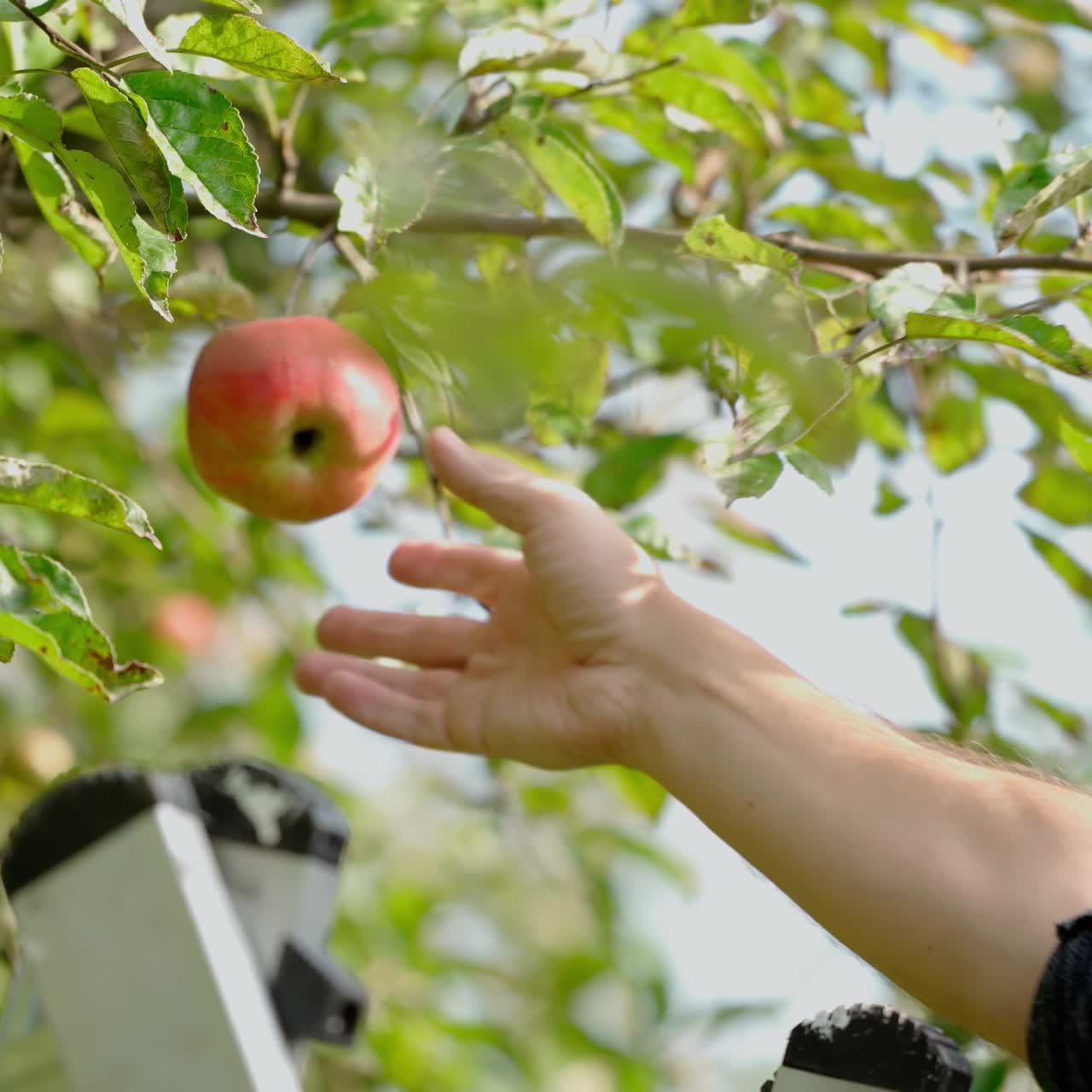 Hands picking apples in an orchard. Apples harvesting. A man working in the garden. Organic apples