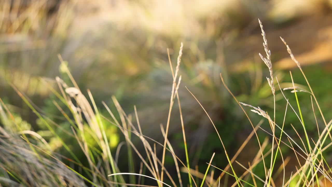 바람에 흔들리는 풀의 클로즈업