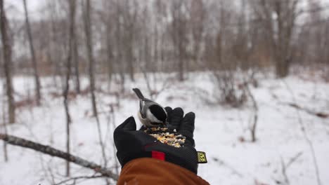 multiple-birds-taking-turns-feeding-from-gloved-hand-in-winter