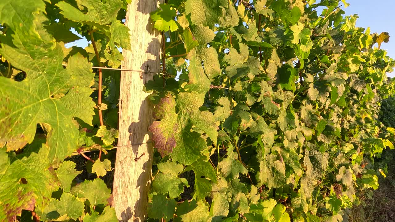 이 많은 포도 풍경에서 자라는 포도