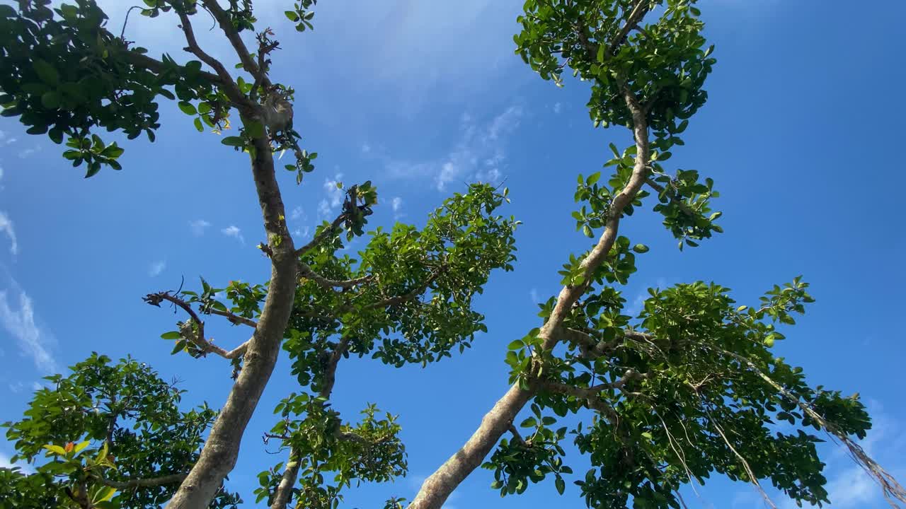 방글라데시 시골의 장엄한 반얀트리와 강의 위쪽으로 기울어진 영상, 푸른 하늘 머리 위로