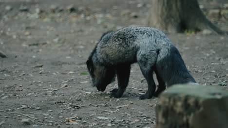 silver fox picks food on the ground and eat