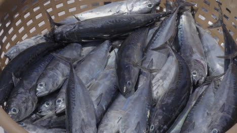 freshly caught tuna fish is unloaded from a fishing boat to fish baskets