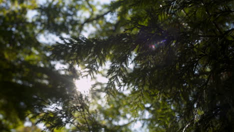 view of a cedar tree with the sun flaring through it's cones