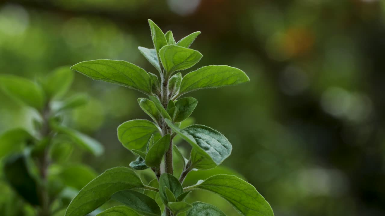 una hermosa planta de mejorana se mueve en el viento durante una toma macro