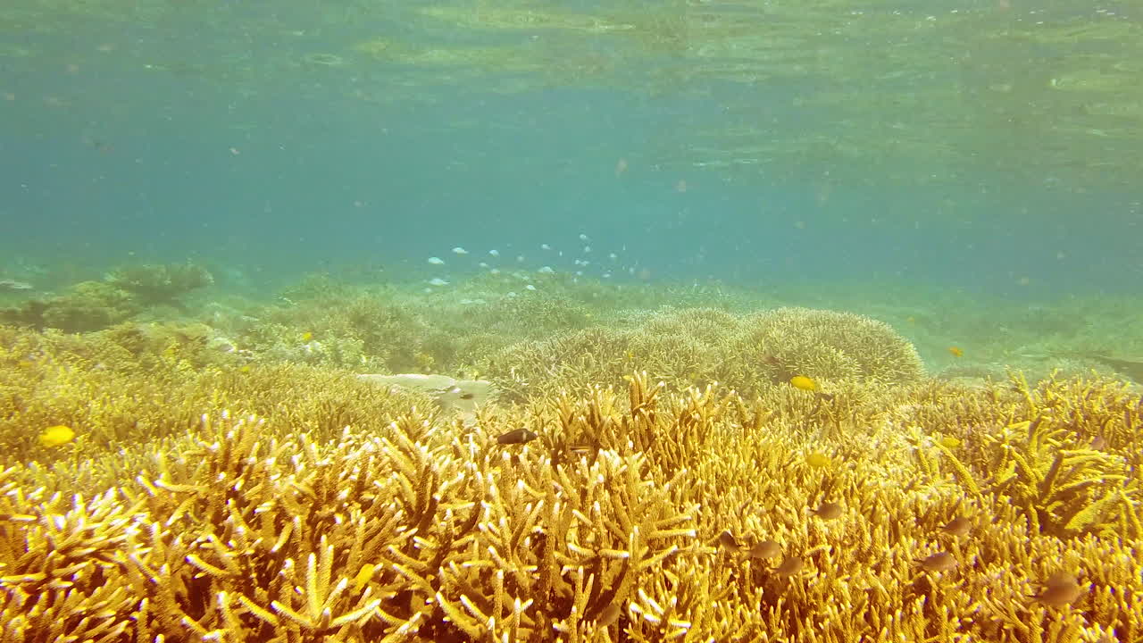 물고기들과 하나가 되고 있습니다.