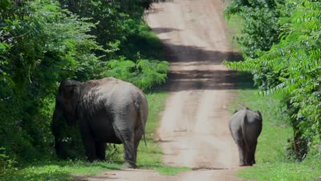 Los-Elefantes-Asiáticos-Son-Especies-En-Peligro-De-Extinción-Y-También-Son-Residentes-De-Tailandia