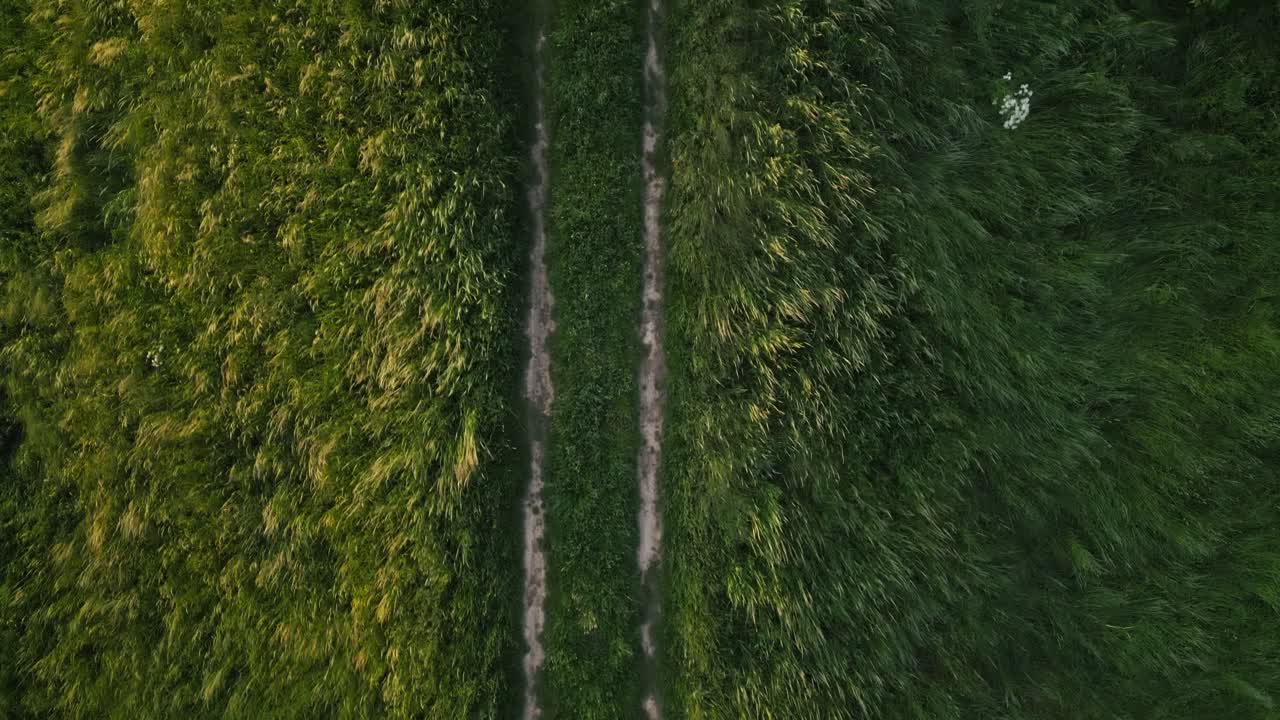 vista aérea abstracta desde una intención casi vertical de un camino de tierra recto entre prados verdes