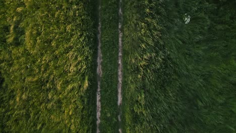 abstract aerial view from near vertical intention of straight dirt road between green meadows