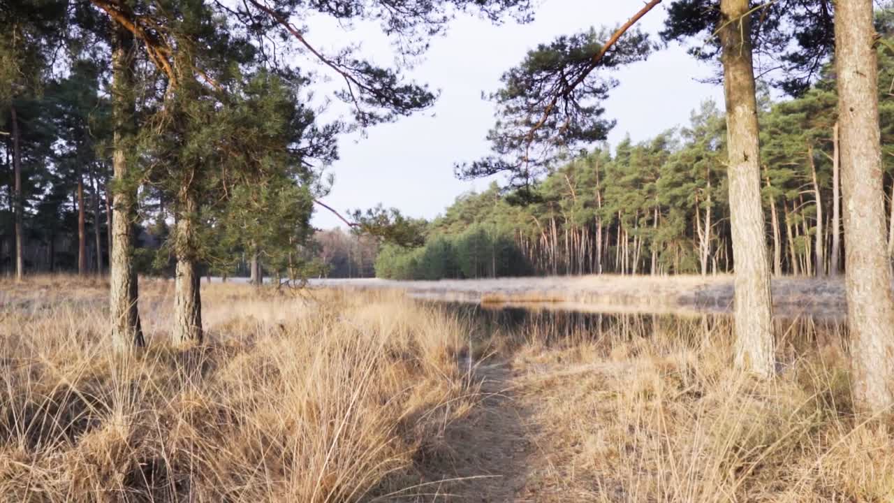 paisaje forestal de invierno con pantano y reflejo