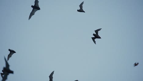 a large swarm of free-tailed bats flying at dusk in mayan forest in mexico