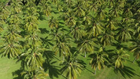 Hermosas-Vistas-De-Los-Campos-De-Cocoteros-Desde-Arriba-En-Un-Lugar-Tropical