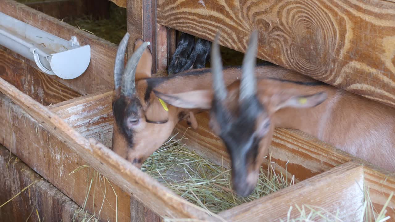 Two playful goats enjoy a meal of fresh hay inside a rustic barn. The warm, cozy atmosphere enhances the charm of these adorable animals. Perfect for farm-themed content