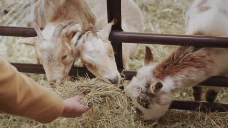 a woman feeds goats hay, in the frame you can only see her hands and goats that take treats.