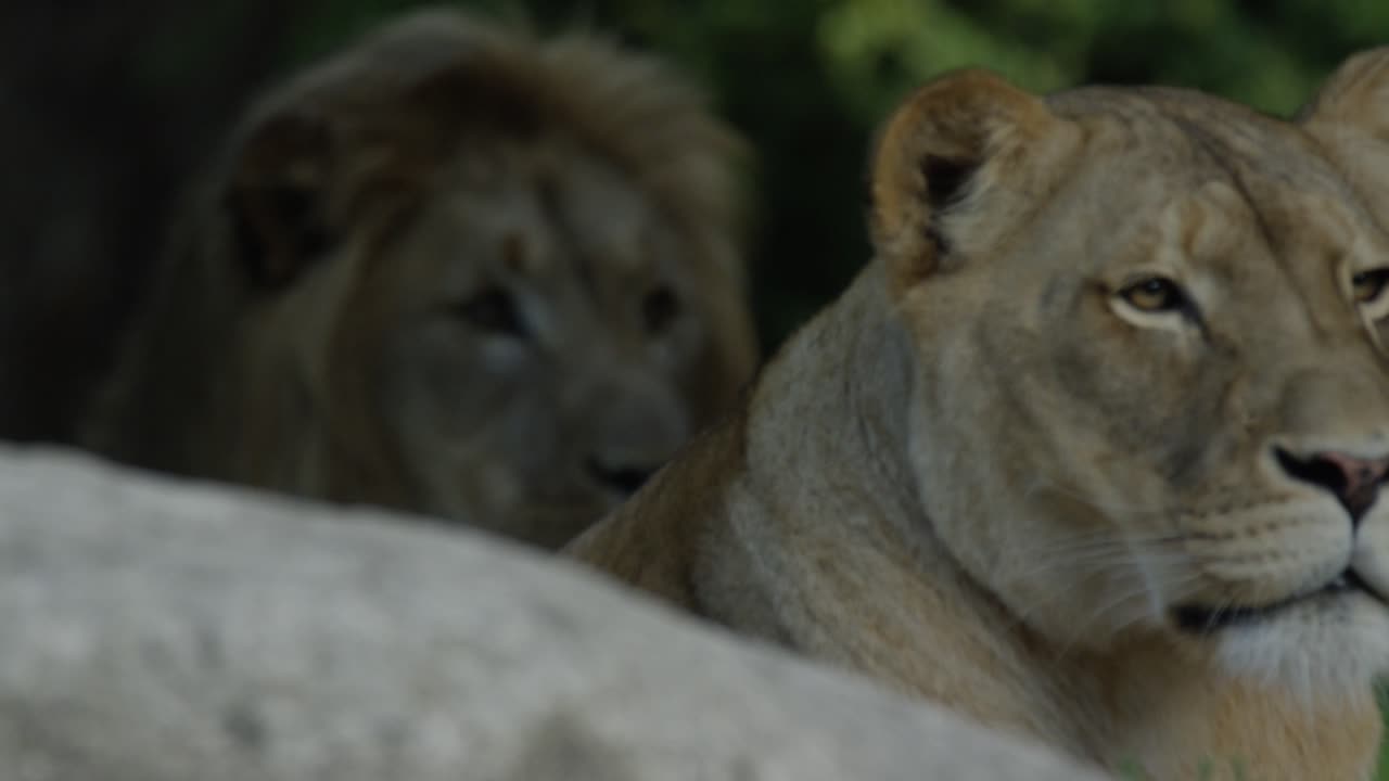Leone e Leonessa Osservano con Curiosità, Giornata Calda e Soleggiata, RED 4K