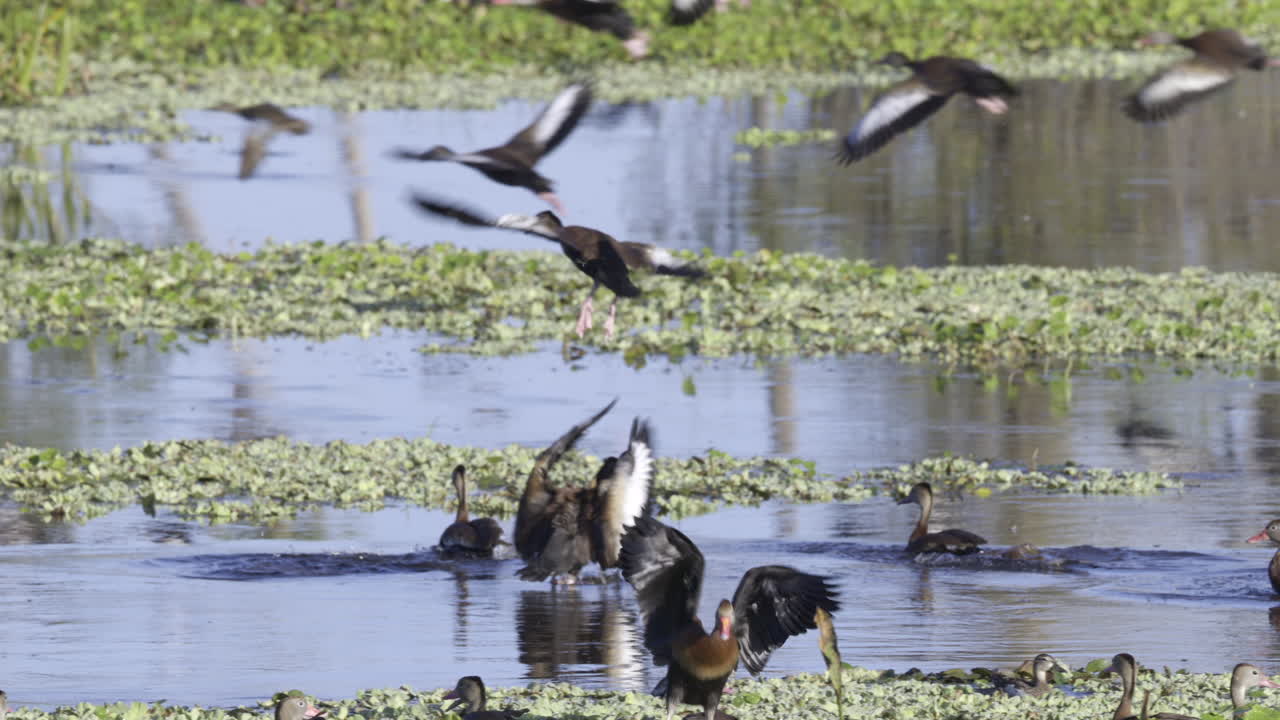 una bandada de patos silbantes de vientre negro volando desde el agua