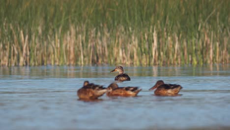 Eine-Wunderschöne-Aussicht-Auf-Enten,-In-Einem-Wunderschönen-See