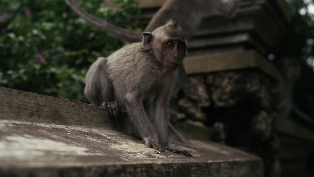 Monkey walking along shaded stone steps at Indonesian temple