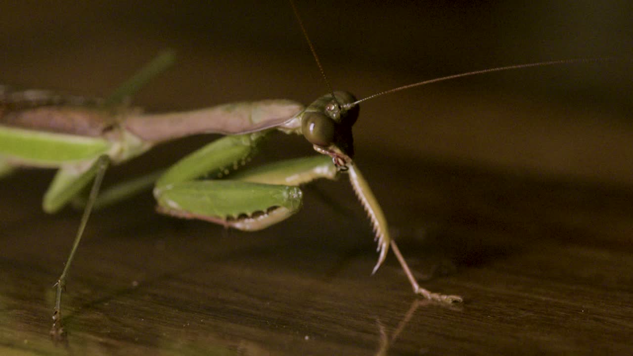Scatto macro di una mantide religiosa verde (Mantis religiosa) ferma su una superficie mentre muove delicatamente le sue lunghe antenne sotto una luce interna soffusa.