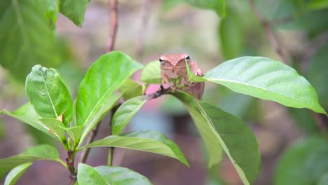 a brown tree frog sitting on a tree branch looking at the camera