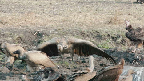 display pattern of white-backed vulture chasing away competitors for food