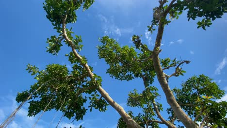 Tree-with-vines-hanging-off-in-front-of-a-cloudy-blue-sky