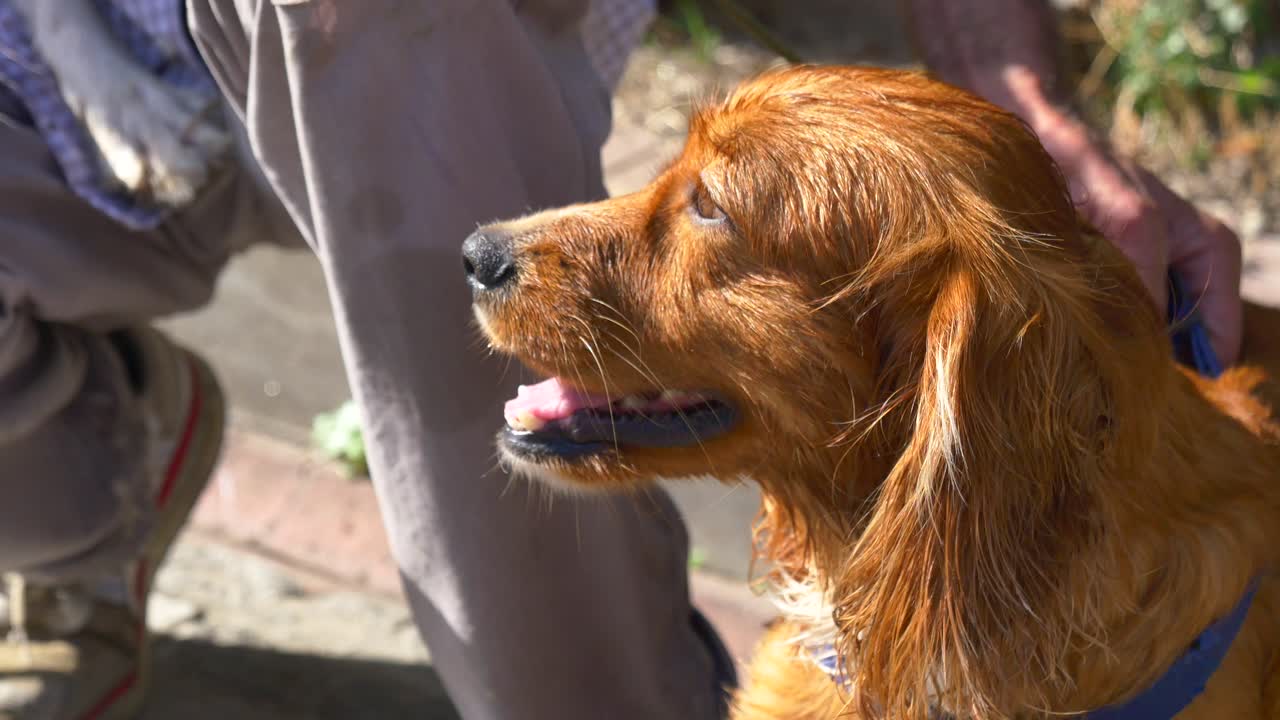 사랑스러운 은 코커 스파니엘 강아지가 야외에서 놀고 있습니다.