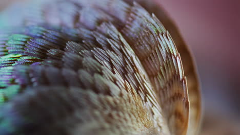 close-up of iridescent feathers