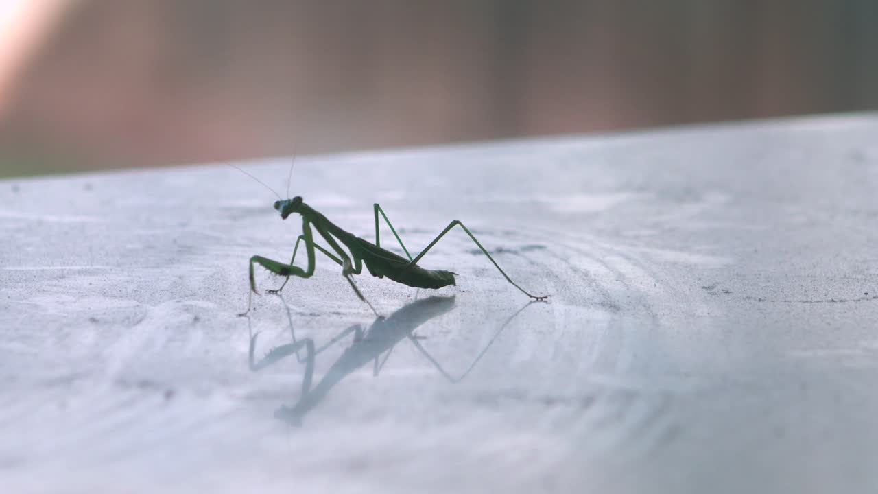 Praying Mantis Rocking Back And Forth On Table, Daytime, Maffra, Gippsland, Victoria, Australia