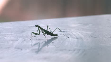 praying mantis rocking back and forth on table, daytime, maffra, gippsland, victoria, australia