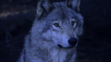 wolves in canadian boreal forest