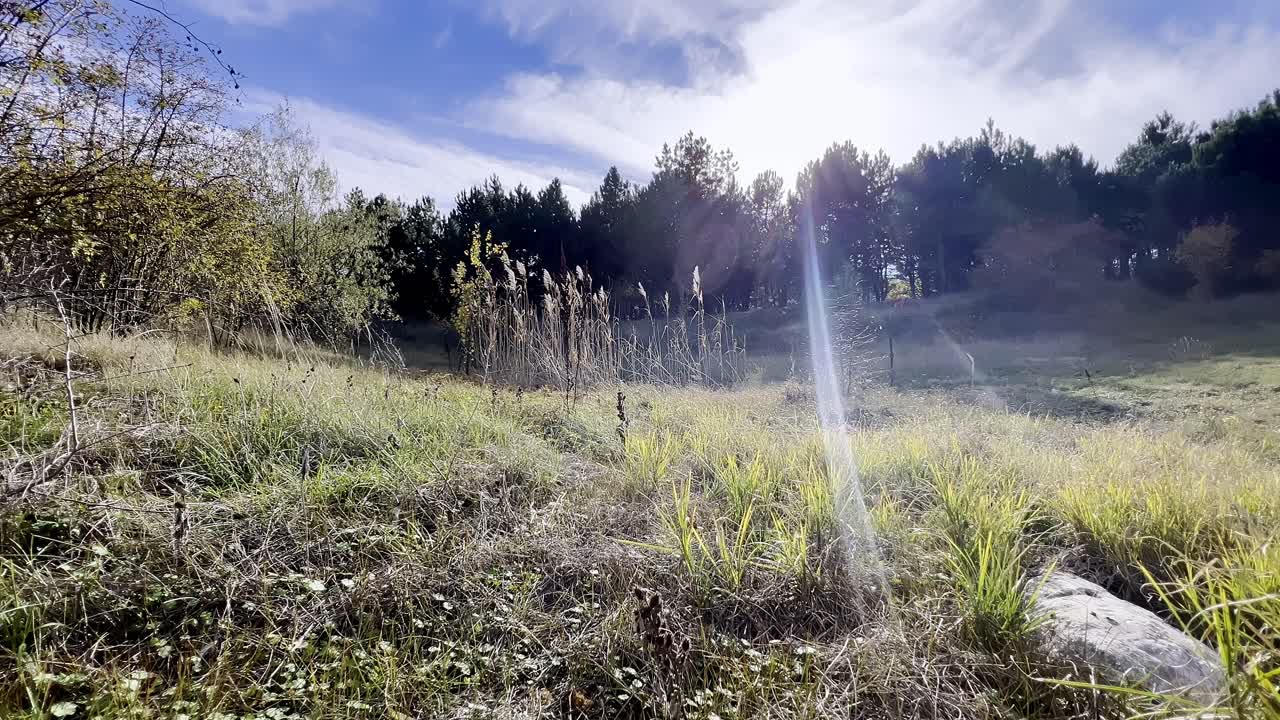 A serene view captures a lush green field surrounded by tall trees, with sunlight illuminating the scene and creating a calm atmosphere. Nature thrives in this peaceful setting.
