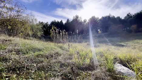 una vista serena captura un campo verde exuberante rodeado de árboles altos, con la luz del sol iluminando la escena y creando una atmósfera tranquila. la naturaleza prospera en este entorno pacífico.