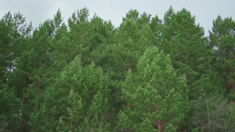 bosque de pinos