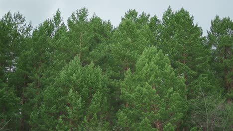 pine trees forest