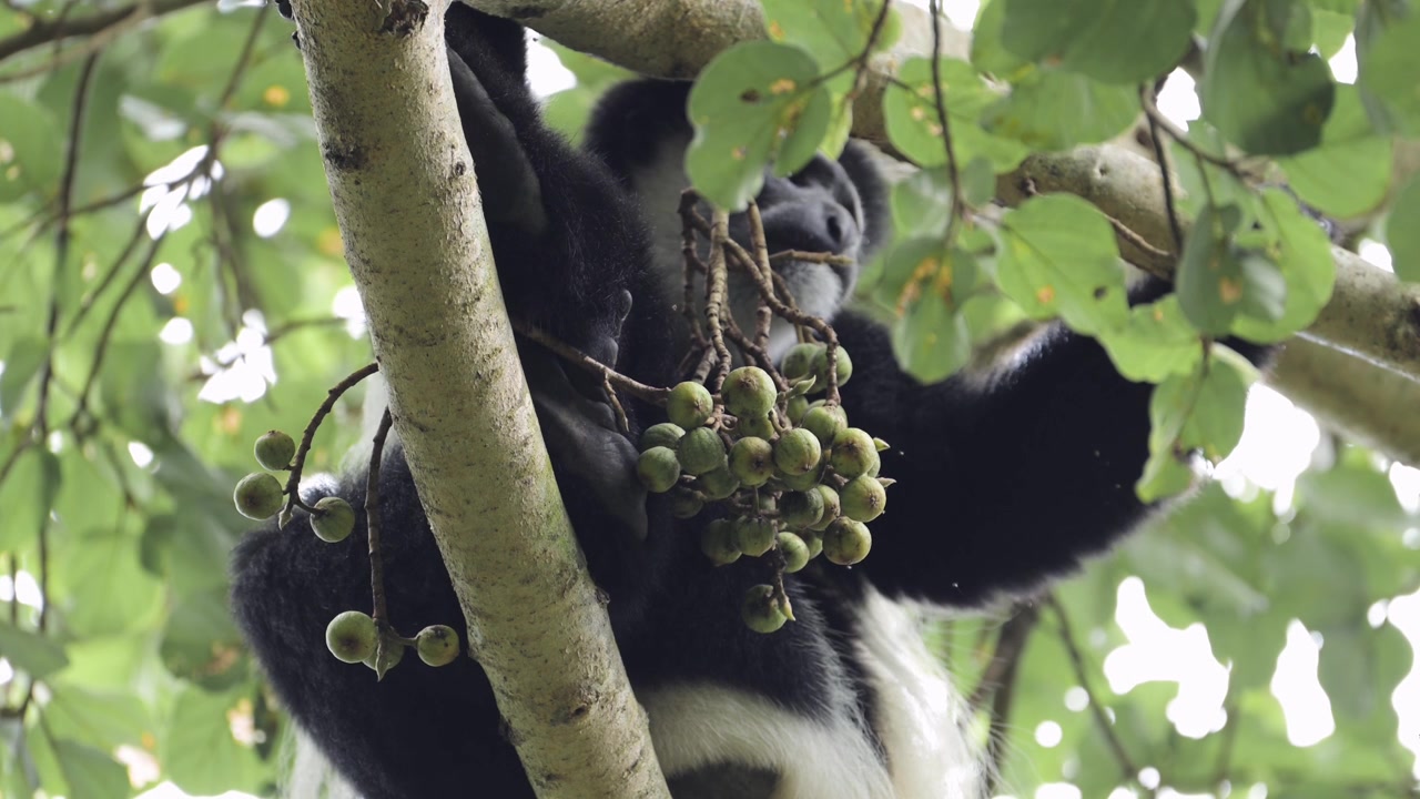 Ritratto ravvicinato di scimmie tra gli alberi in Africa, scimmie Colobo bianche e nere in una foresta del Parco Nazionale del Kilimanjaro in Tanzania, durante un safari di fauna selvatica e animali africani. Scimmie in alto.