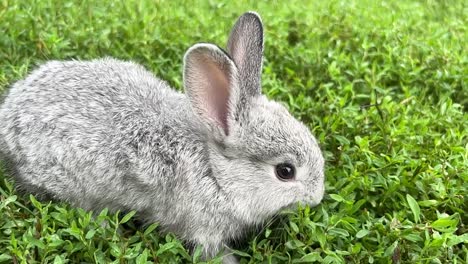 Cute grey bunny rabbit in green grass