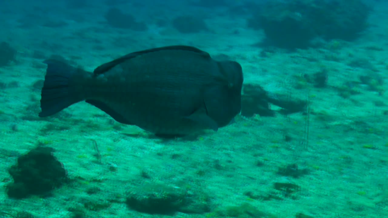 Green humphead Parrotfish swimming over coral reef, wide angle shot