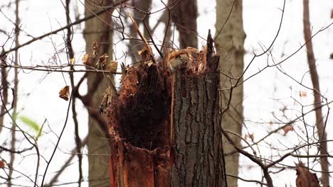 Static-shot-of-a-red-squirrel-getting-ready-for-a-harsh-winter