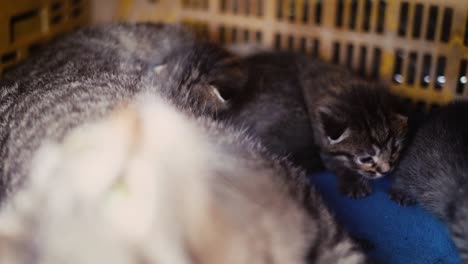 mum feeding baby cats breastfeed kitty, kitten