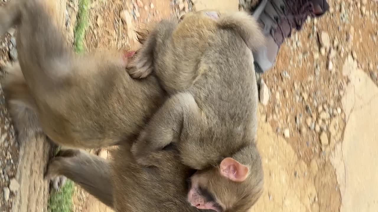 Cute Baby Snow Monkey Riding On Mom's Back