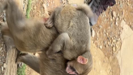 cute baby snow monkey riding on mom's back