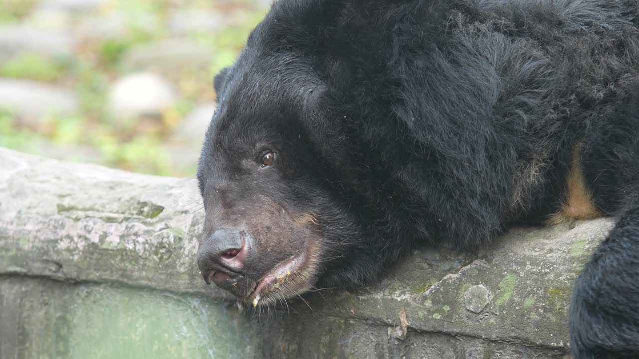 L'orso labiato nello zoo.