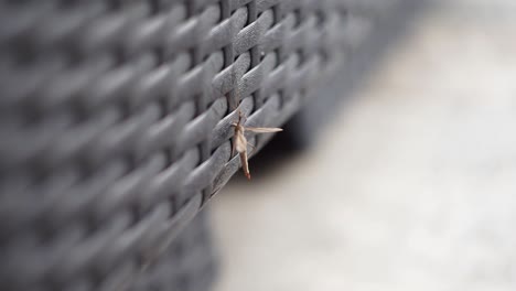 close-up of crane fly sitting on lawn furniture