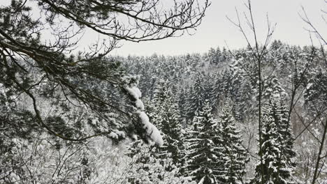 snow-covered forest