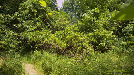 walking through woods pov shot on a bright sunny day lots of green leaves